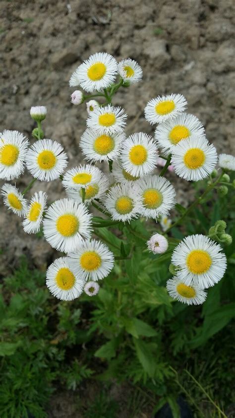野花视频高清手机免费观看的简单介绍 野花视频高清手机免费观看的简单介绍